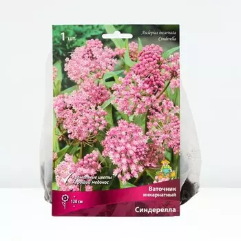 Ваточник инкарнатный «Синдерелла», корневище в торфогрунте, р-р I, 1 шт.