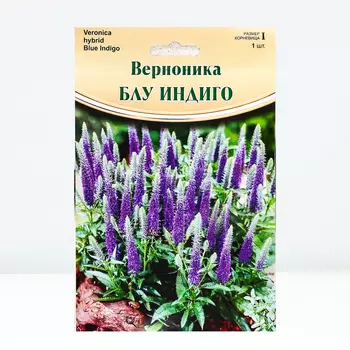 Верноника "Blue Indigo", р-р I, 1 шт, Весна 2024
