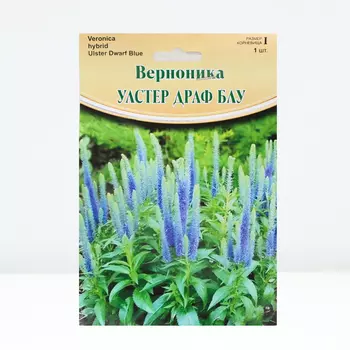 Верноника "Ulster Dwarf Blue", р-р I, 1 шт, Весна 2024