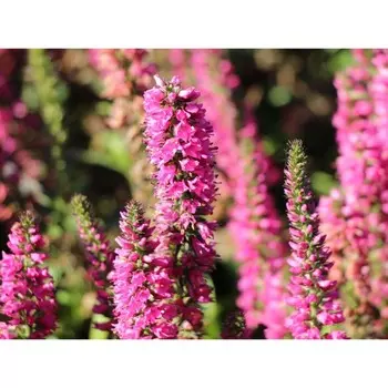 Вероника "Heidekind", р-р I, 1 шт, Весна 2024