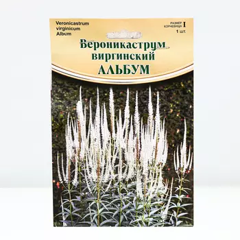 Вероникаструм "Album", р-р I, 1 шт, Весна 2024