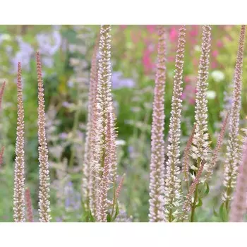 Вероникаструм "Pink Glow", р-р I, 1 шт, Весна 2024