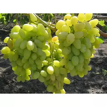 Виноград Аркадия Весна 2025, 1 шт.