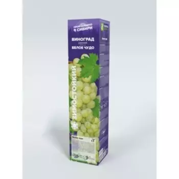 Виноград Белое чудо, Весна 2025, 1 шт.
