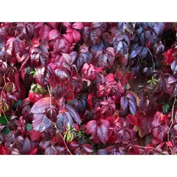 Виноград девичий, С3 (горшок 3 л), 40-60 см высота, 1 шт