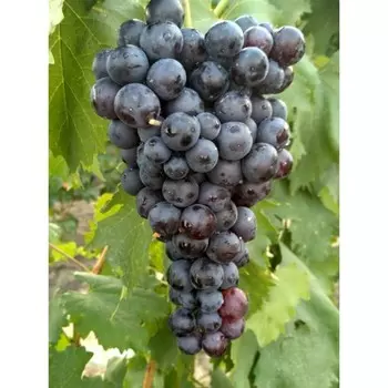 Виноград Фиолетовый Ранний, Весна 2024, 1 шт.