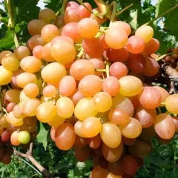 Виноград Хамелеон, Весна 2025, 1 шт.