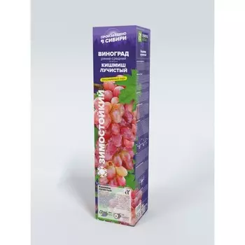 Виноград Кишмиш Лучистый, Весна 2025, 1 шт.