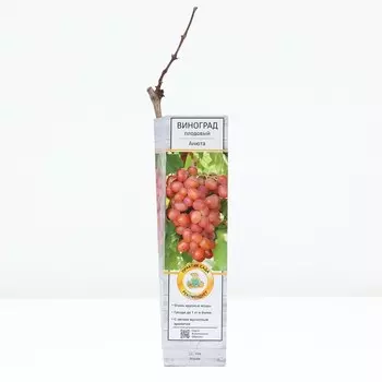 Виноград плодовый "Анюта ", 1 шт, туба, Весна 2024
