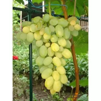 Виноград "Поиск" плодовый "Августин", C3 горшок, Н20-40 высота, 1 шт., Июль 2022