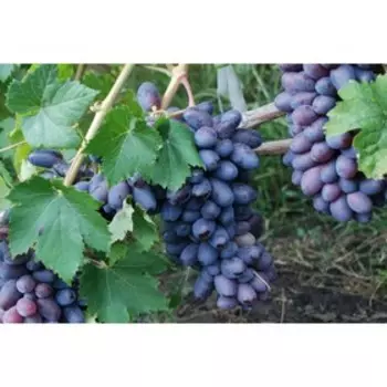 Виноград "Поиск" плодовый "Байконур", C3 горшок, Н20-40 высота, 1 шт., Июль 2022