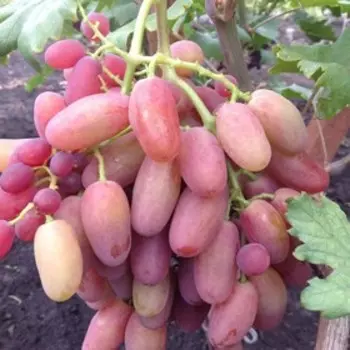 Виноград Сенсация, Весна 2023, 1 шт.