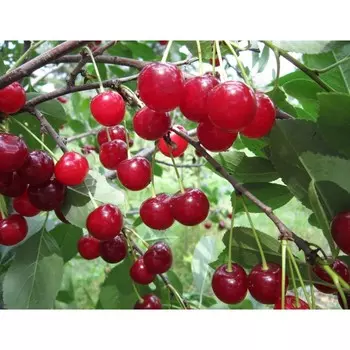 Вишня Стандарт Урала, Горшок Р9, 1 шт, Август 2022