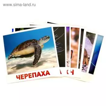 Водные жители. 20 карточек. Доман Г.