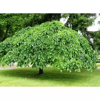 Вяз, С3 (горшок 3 л), 20-60 см высота, 1 шт