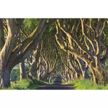 Выдающиеся деревья, которые изменили нашу жизнь. Адамс М.