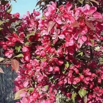 Яблоня декоративная "Скарлет", Р9 (горшок квадратный 9 см), 1 шт Весна 2023