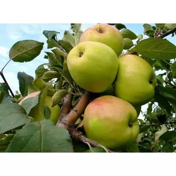 Яблоня карлики Братчуд, Горшок P9 0,8 литра, Лето 2024