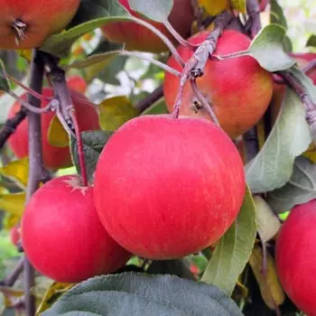 Яблоня штамбовая 2л Благая весть, Горшок 2 литра, Лето 2024