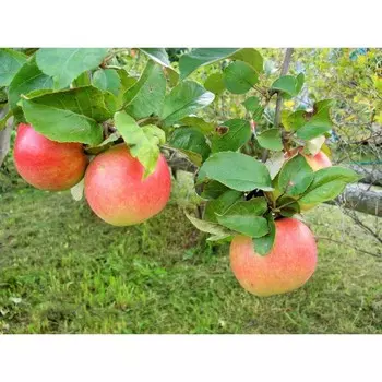 Яблоня штамбовая летние Горнист, горшок 1,6л, 1 шт, Август 2022