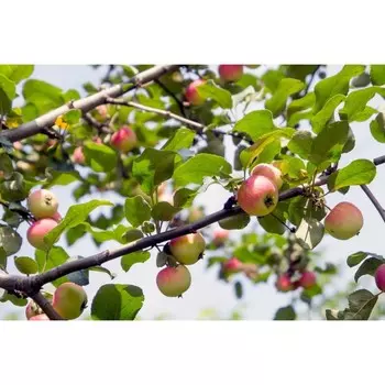 Саженец Яблоня штамбовая Мечтательница, осенний сорт, Горшок 2л., Лето 2024