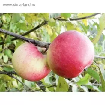 Яблоня штамбовая "Вишневая", на семенном подвое, ОКС, 1 шт Весна 2023