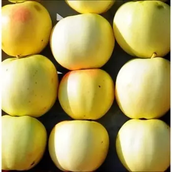 Яблоня штамбовая "Золотая осень", на клоновом подвое, ОКС, 54-118, 1 шт Весна 2023