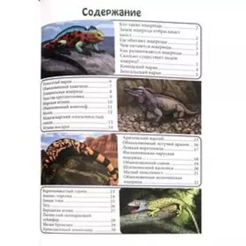 Ящерицы большие и маленькие