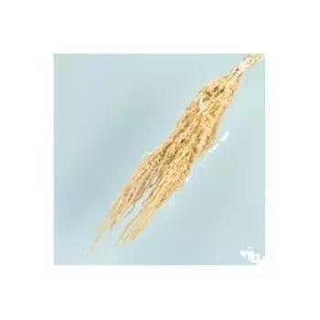 Засушенные цветы, амарант, белый 150 г