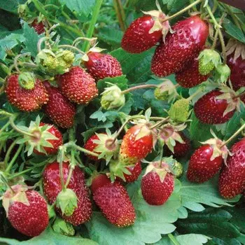 Земклуника Купчиха, P9 горшок, 1 шт, Лето 2024