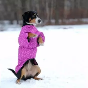 Жилет утепленный OSSO, 28 (ДС 28, ОГ 40-44 см, ОШ 30 см), микс