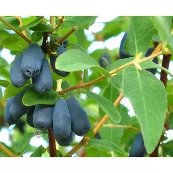 Саженец Жимолость Бореалис, Горшок P9, Лето 2024