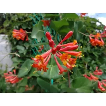 Жимолость декоративная Дропмор Скарлет, Горшок Р9, 1 шт, Август 2022