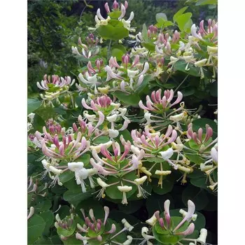 Жимолость декоративная Каприфоль, Горшок Р9, 1 шт, Август 2022