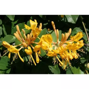 Жимолость декоративная Тельмана, Горшок Р9, 1 шт, Август 2022