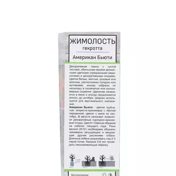 Жимолость Гекротта "Американ Бьюти", 1 шт, туба, Весна 2025