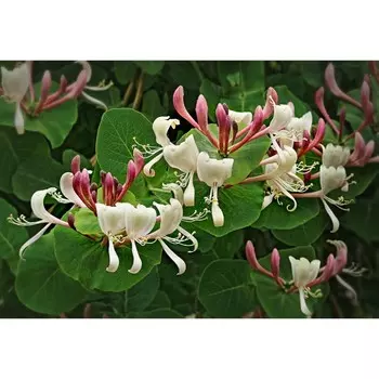 Жимолость каприфоль, С3 (горшок 3 л), 30-40 см высота, 1 шт