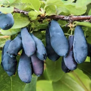 Жимолость Сибирячка, Горшок Р9, 1 шт, Август 2022