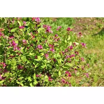 Жимолость татарская, С3 (горшок 3 л), 60-80 см высота, 1 шт