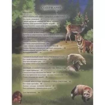 Животные. Соколова Я.