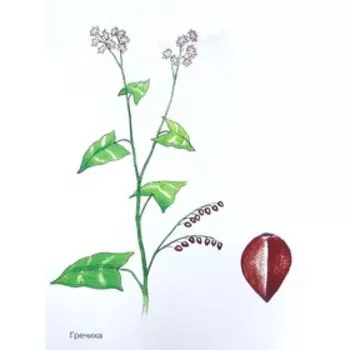 Злаки в картинках