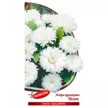 Цветок астра карликовая белая 0,3г агрони
