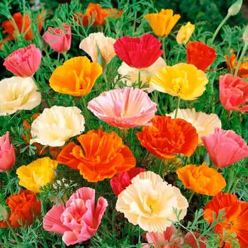 Цветы эшшольция сан-франциско калифорнийская смесь 0,3г даёшь урожай