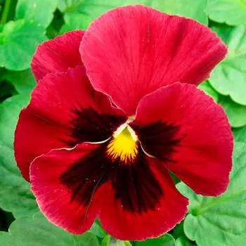 Цветы фиалка альпенглоу швейцарский гигант темно-красная 0,05г седек