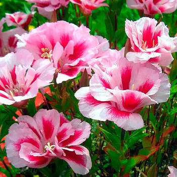 Цветы годеция людмила розово-белая 0,1г даёшь урожай