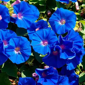 Цветы ипомея блю стар 1 г дарит однолетние