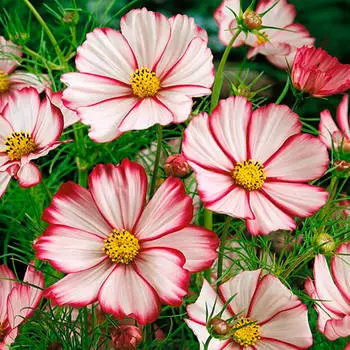 Цветы космея юнец бело-малиновая 0,1г даёшь урожай