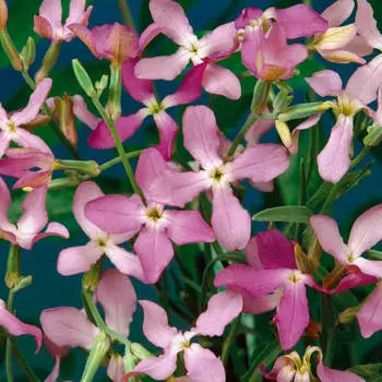 Цветы маттиола царица ночи двурогая 0,3г даёшь урожай