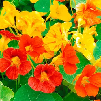 Цветы настурция вьющаяся алина смесь 0,1г даёшь урожай