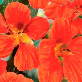 Цветы настурция везувий низкорослая оранжево-розовая 1г седек